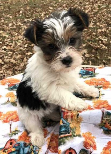 BIEWER YORKIE �t��ata na prodej.