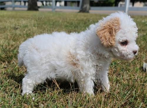 kr�sn� b�l� pudl �t��ata na prodej.