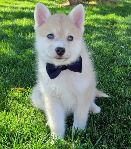 Kr�sn� �t���tka Pomskies na prodej (sibi�sk� a pomeransk� k��enec).