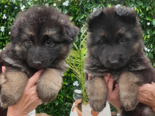 N�meck� ov��k s PP