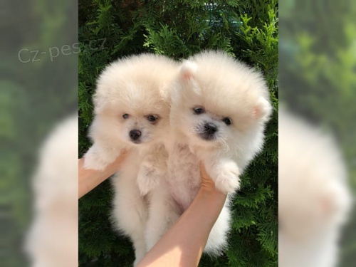 N�meck� �pic trpasli�� / pomeranian