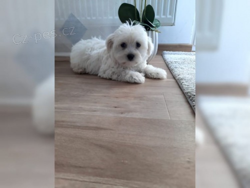 maltsk� �t��ata