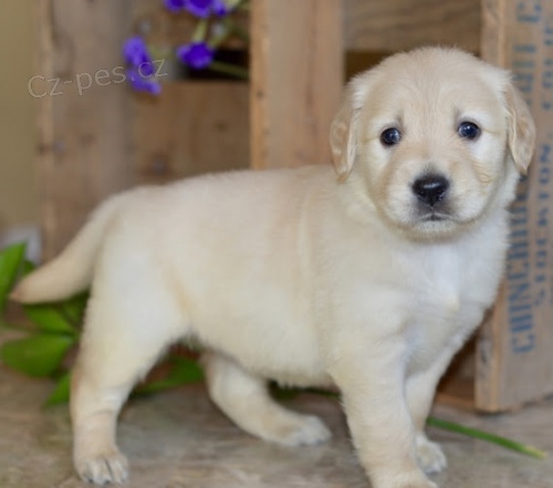 kr�sn� �t��ata zlat�ho retr�vra na prodej.