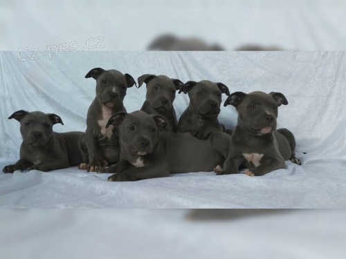 Americk� pitbull teri�r s PP