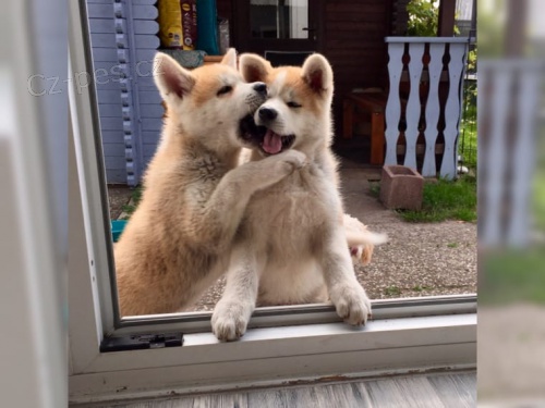 Kr�sn� �t��ata Akita Inu