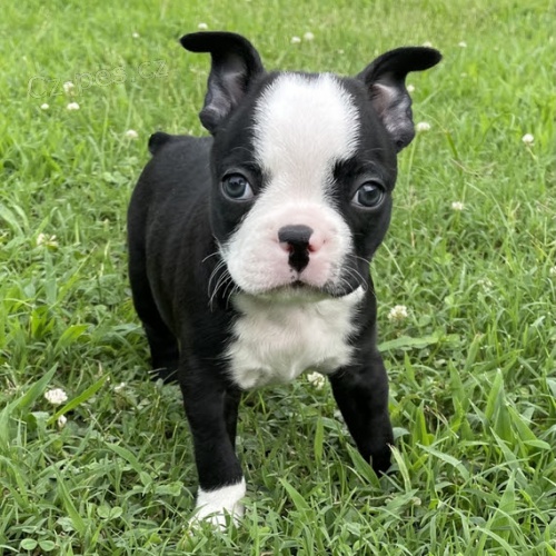 �t��ata bostonsk�ho teri�ra na prodej