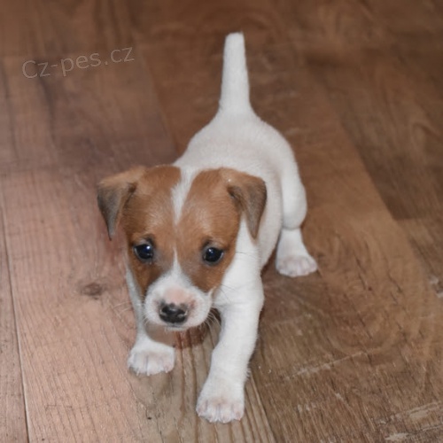 zdrav� �t��ata jack russell na prodej.