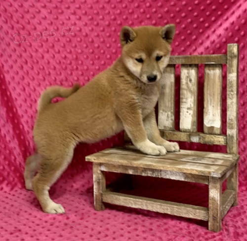 �t��ata shiba inu