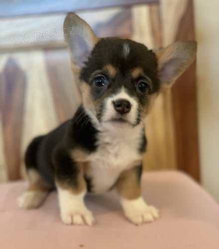 Rozko�n� �t��ata australsk�ho ov��ka na prodej.