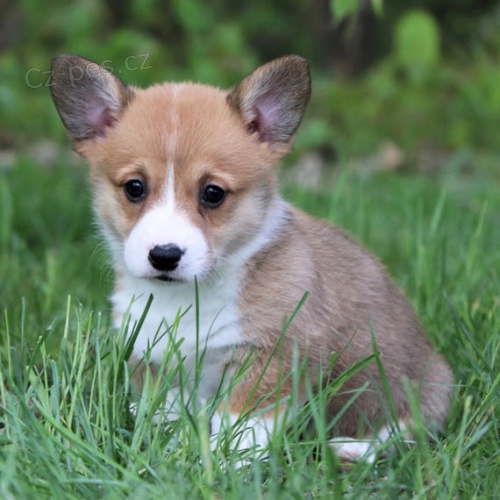 Australsk� ov��k