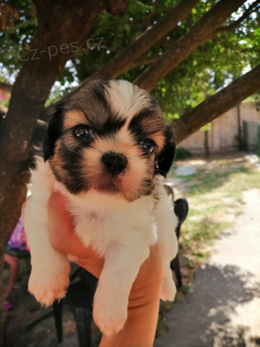 �t��ata Shih Tzu