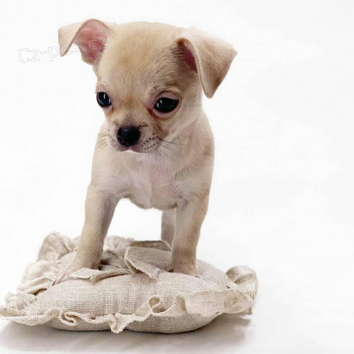 �t��ata �ivavy k adopci