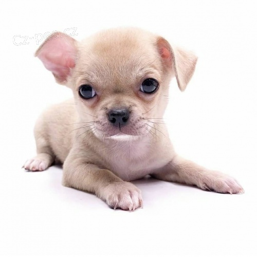 �t��ata �ivavy k adopci