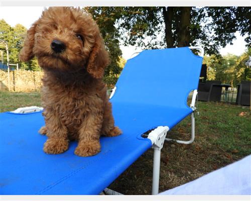 pudl� �t��ata k adopci