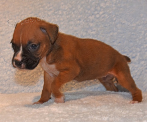 �t��ata boxera na prodej