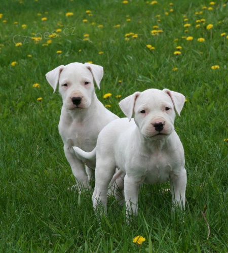 Prodej �t��at Dogo Argentino