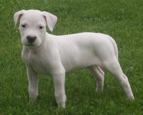 dogo argentino �t�n�