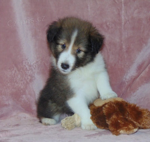 zdrav� �t�n� �eltie