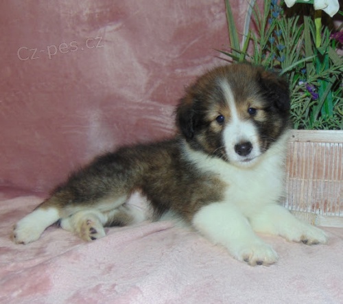 �t��ata �eltie na prodej