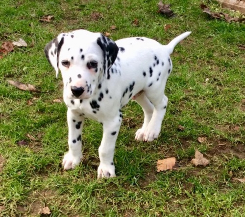 Dalmatsk� �t���tka na prodej.