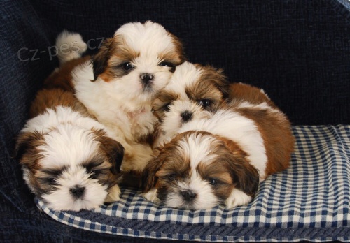 �t��ata SHIH TZU