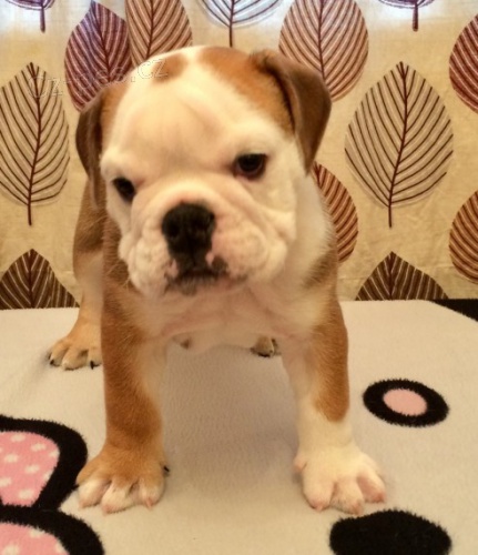 anglick� buldok �t��ata