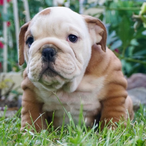 anglick� buldok �t��ata