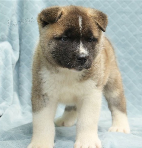 akita �t��ata