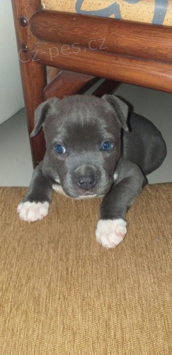 Americk� staford��rsk� teri�r