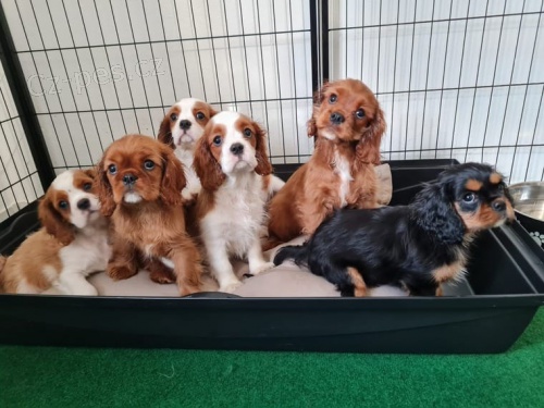 Kr�sn� �t��ata kaval�r king charles �pan�l