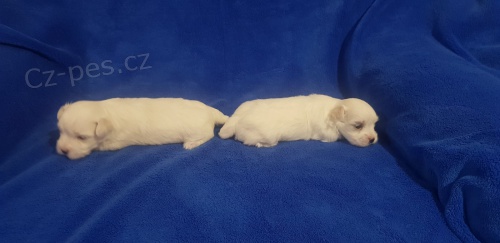 Maltsk� �t��ata