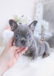 Kr�sn� francouzsk� buldo�ek �t��ata k adopci