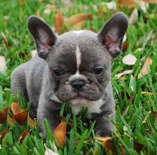 Kr�sn� francouzsk� buldo�ek �t��ata k adopci