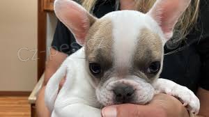 Kr�sn� francouzsk� buldo�ek �t��ata k adopci