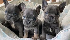 Kr�sn� francouzsk� buldo�ek �t��ata k adopci