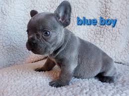 kr�sn� francouzsk� buldo�ky k adopci