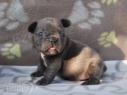 kr�sn� francouzsk� buldo�ky k adopci