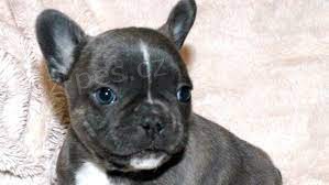 kr�sn� francouzsk� buldo�ky k adopci