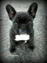 kr�sn� francouzsk� buldo�ky k adopci