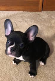 kr�sn� francouzsk� buldo�ky k adopci