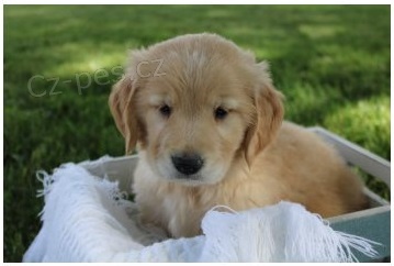 ZLAT� retr�vr �t��ata KC REGISTROV�NO