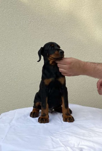 Dobrman �t��ata