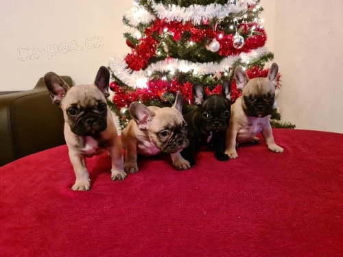 Francouzsk� buldo�ek �t��ata