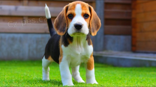 �t��ata Beagle p�ipravena