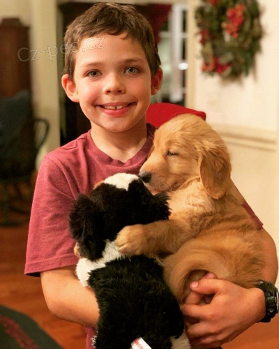 Zlat� retr�vr �t��ata