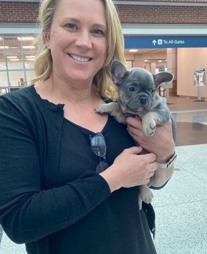 Francouzsk� buldo�ek �t��ata