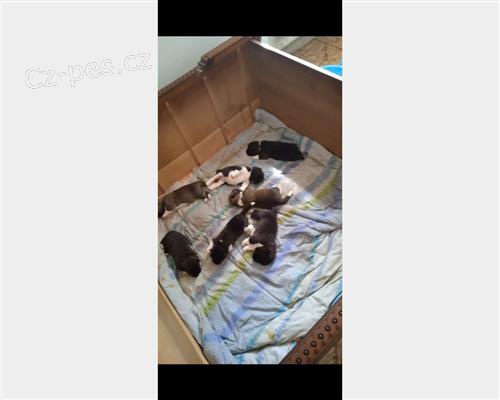 Americk� akita �t��ata k adopci