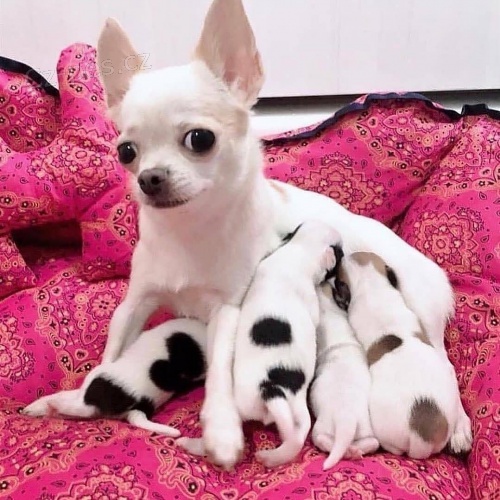 �t��ata �ivavy 