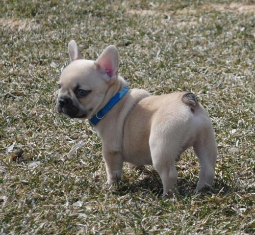 Francouzsk� buldo�ek �t��ata