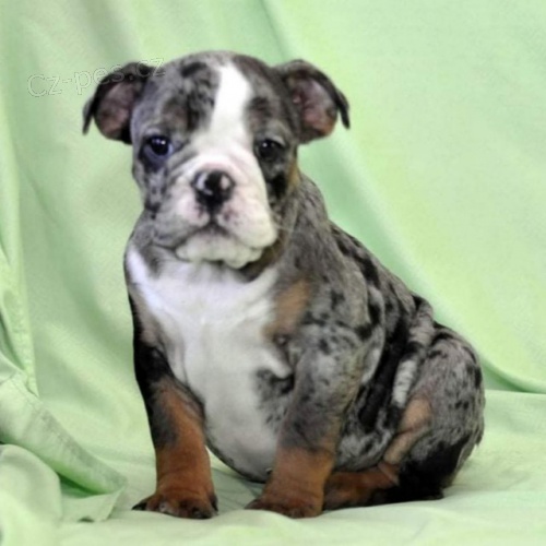 Anglick� buldok �t��ata 